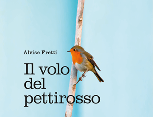 Il volo del pettirosso